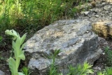 Myriolecis dispersa image