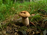 Leccinum luteum image