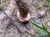 Leccinum luteum image