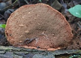 Hapalopilus rutilans image