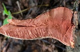 Hapalopilus rutilans image