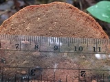 Hapalopilus rutilans image