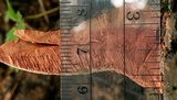 Hapalopilus rutilans image