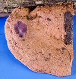 Hapalopilus rutilans image
