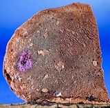 Hapalopilus rutilans image