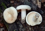 Lactarius piperatus image