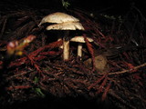 Limacella illinita image