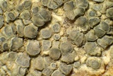 Lecanora carpinea image