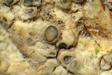 Lecanora carpinea image