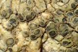 Lecanora carpinea image