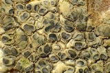 Lecanora carpinea image