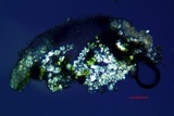 Lecanora carpinea image