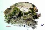 Lecanora carpinea image