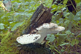 Pappia fissilis image