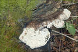 Pappia fissilis image