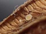 Peziza echinulata image