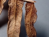 Peziza echinulata image