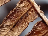 Peziza echinulata image