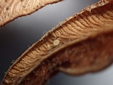 Peziza echinulata image