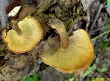 Polyporus ciliatus image
