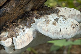 Pappia fissilis image