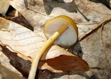 Entoloma luteum image