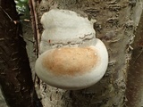 Fomes excavatus image