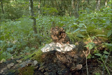 Pappia fissilis image