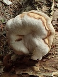 Fomes excavatus image