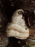 Fomes excavatus image