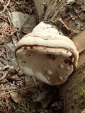 Fomes excavatus image