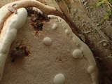 Fomes excavatus image