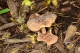 Gymnopus luxurians image