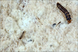 Pappia fissilis image