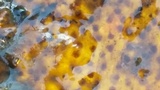 Fusicolla merismoides image