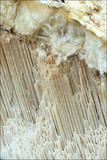Pappia fissilis image
