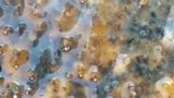Fusicolla merismoides image
