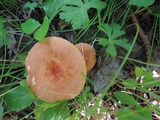 Lactarius volemus image
