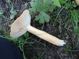 Lactarius volemus image