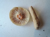 Lactarius fumosus image