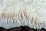 Pappia fissilis image