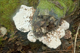 Pappia fissilis image