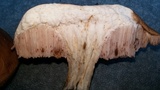 Tylopilus felleus image