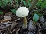 Tylopilus intermedius image