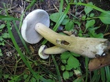 Tylopilus intermedius image