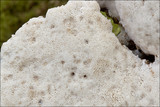 Pappia fissilis image
