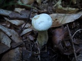 Tylopilus intermedius image