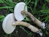 Tylopilus intermedius image