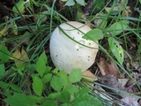 Tylopilus intermedius image