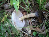 Tylopilus intermedius image